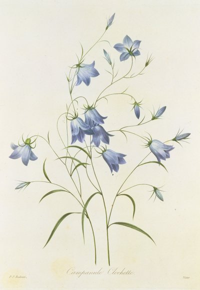 Campanula, grabado por Victor, de 